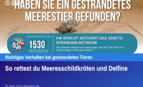 So rettest du Meeresschildkröten und Delfine