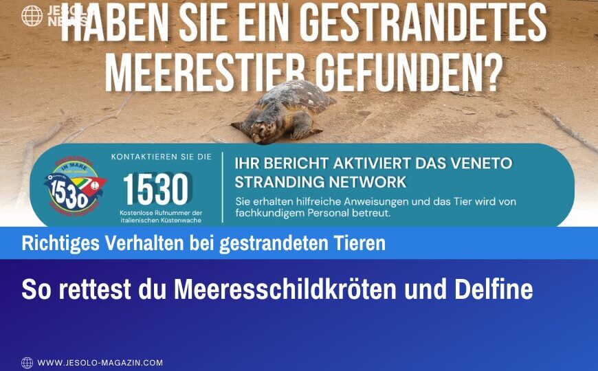 So rettest du Meeresschildkröten und Delfine